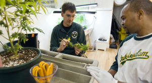 Richard Lee, left, owner of the Blue Sky Shop/dispensary, teaching Chris McCatheran about medical marijuana plants. (Photo by Peter Dasilva)